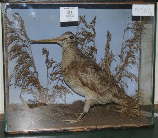 A taxidermic woodcock